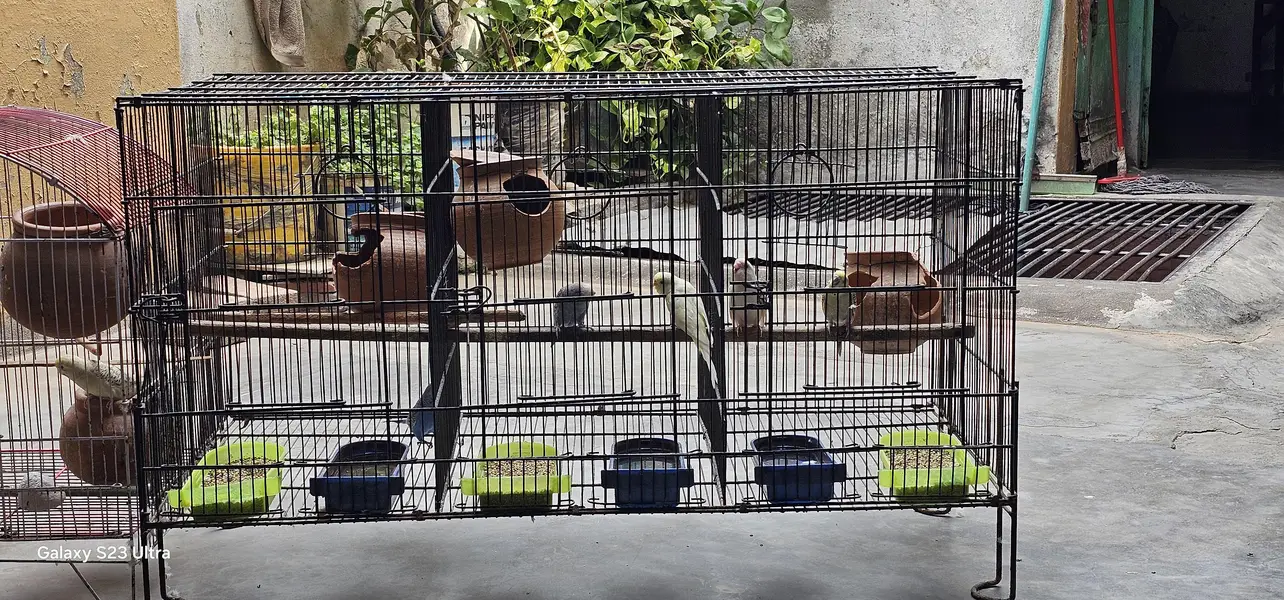 6 budgies parrots with 2 cages & All Accessories just 10,799 — photo 5