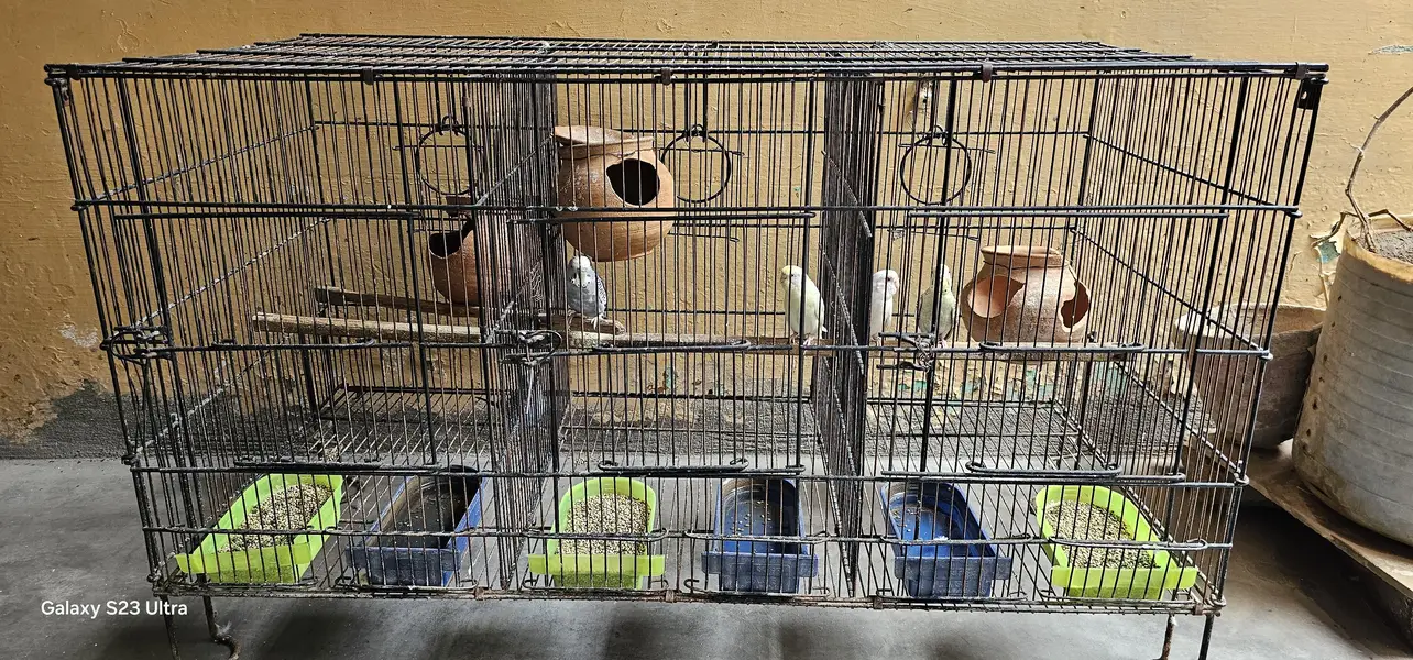 6 budgies parrots with 2 cages & All Accessories just 10,799 — photo 6