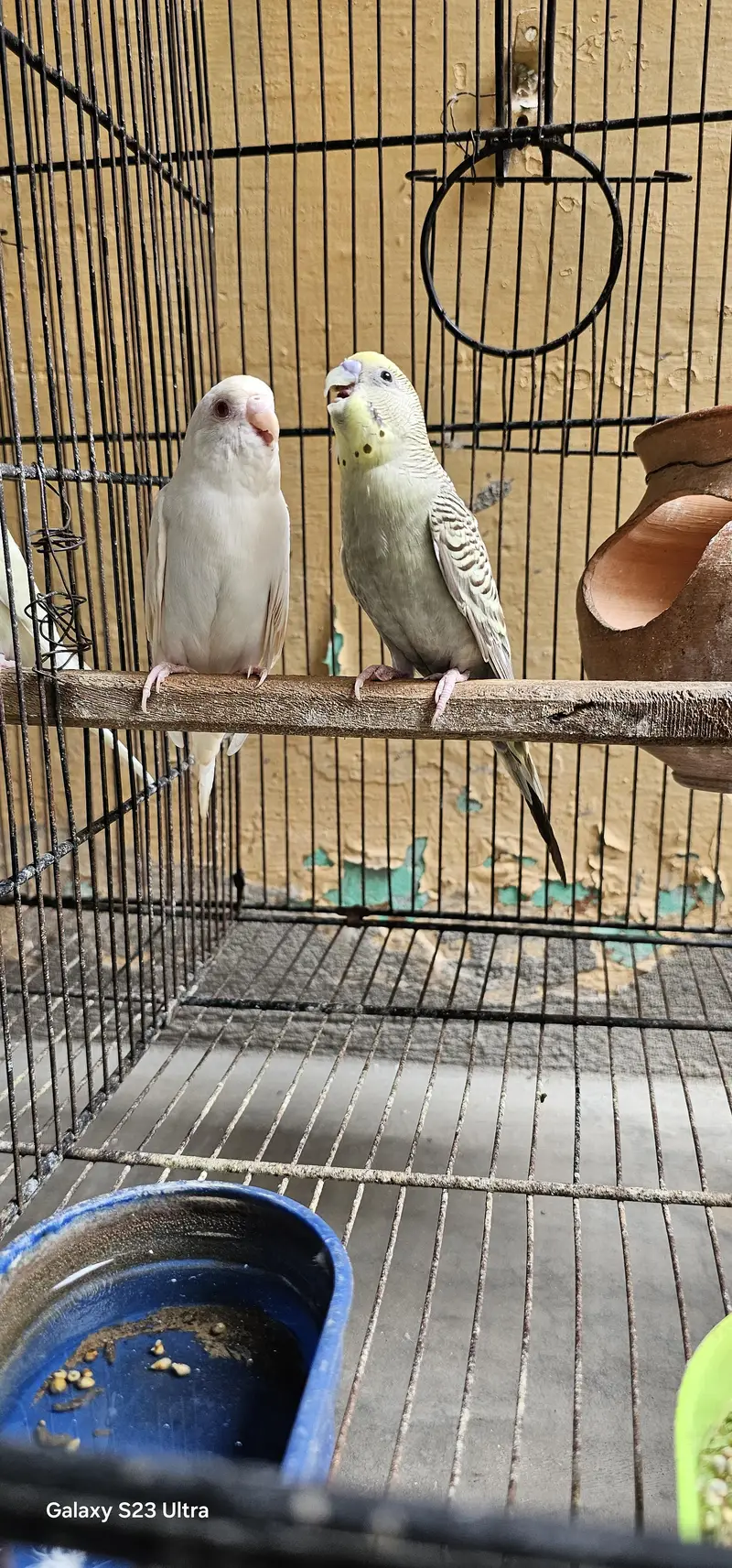 6 budgies parrots with 2 cages & All Accessories just 10,799 — photo 7
