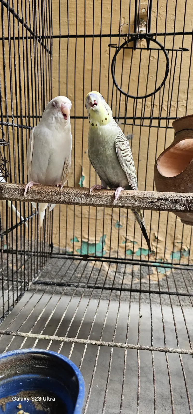 6 budgies parrots with 2 cages & All Accessories just 10,799 — photo 8
