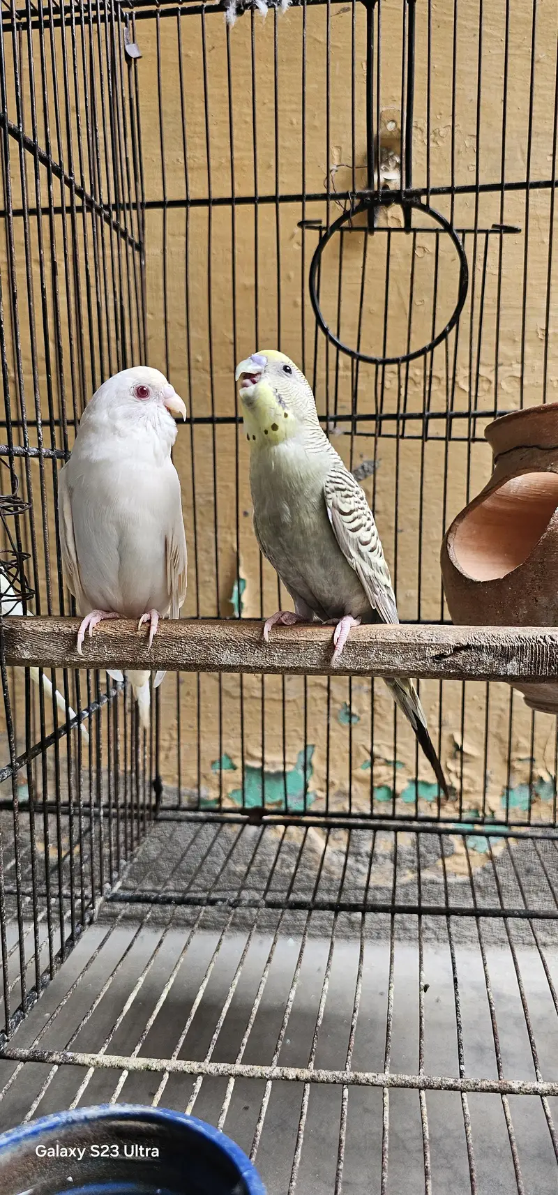 6 budgies parrots with 2 cages & All Accessories just 10,799 — photo 9