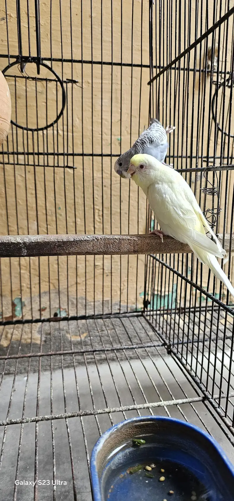 6 budgies parrots with 2 cages & All Accessories just 10,799 — photo 10