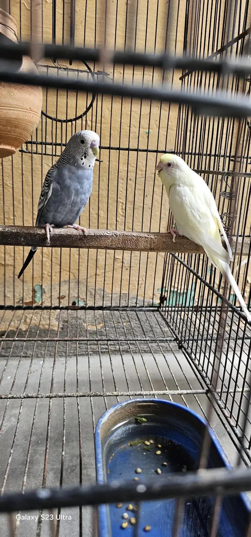 6 budgies parrots with 2 cages & All Accessories just 10,799 — photo 11