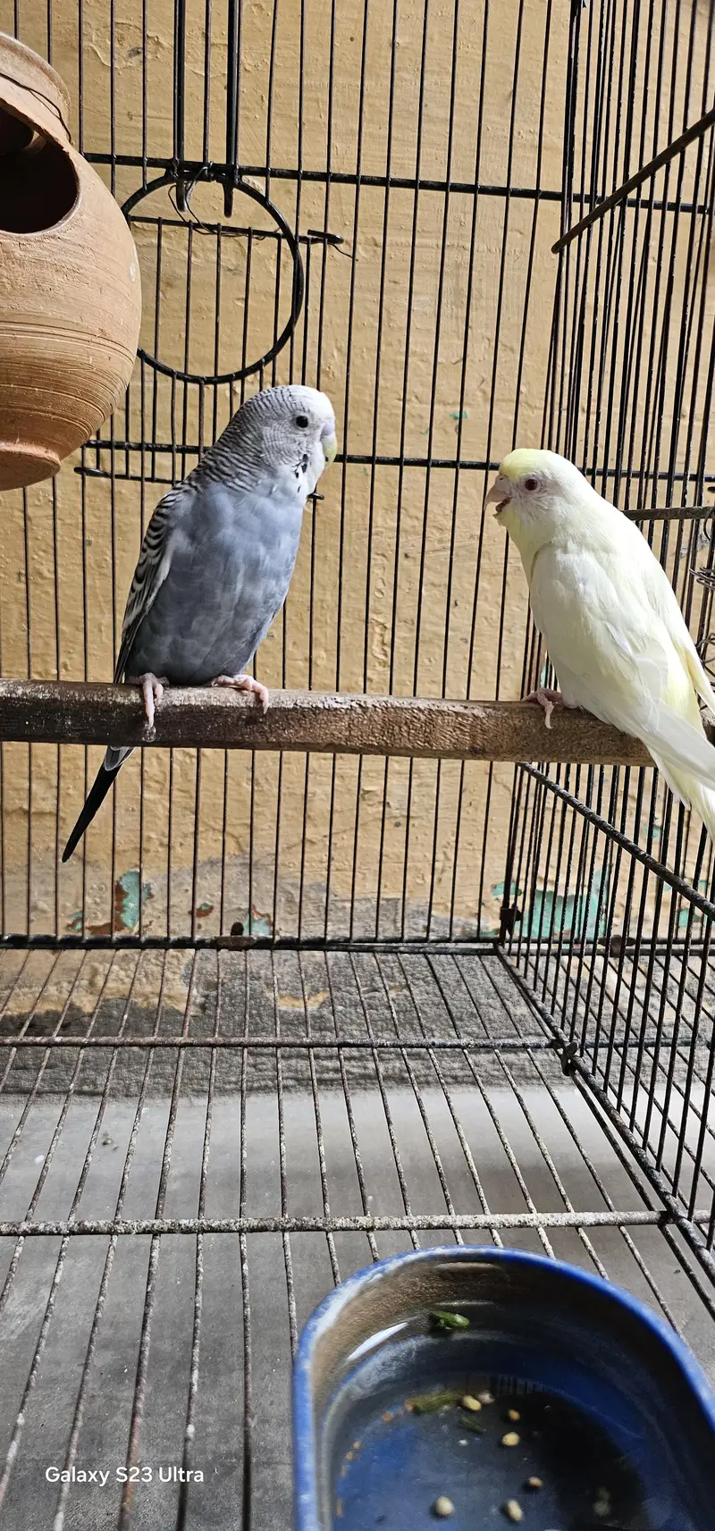 6 budgies parrots with 2 cages & All Accessories just 10,799 — photo 12