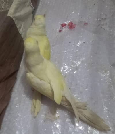 Ringneck Chicks Cremino Double Factor