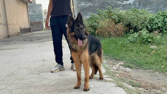 GSD female pup is up for sale