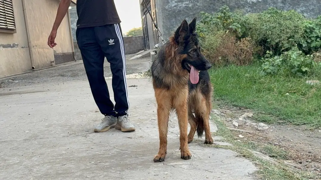 GSD female pup is up for sale — photo 2