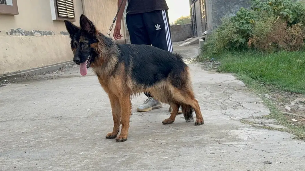 GSD female pup is up for sale — photo 3