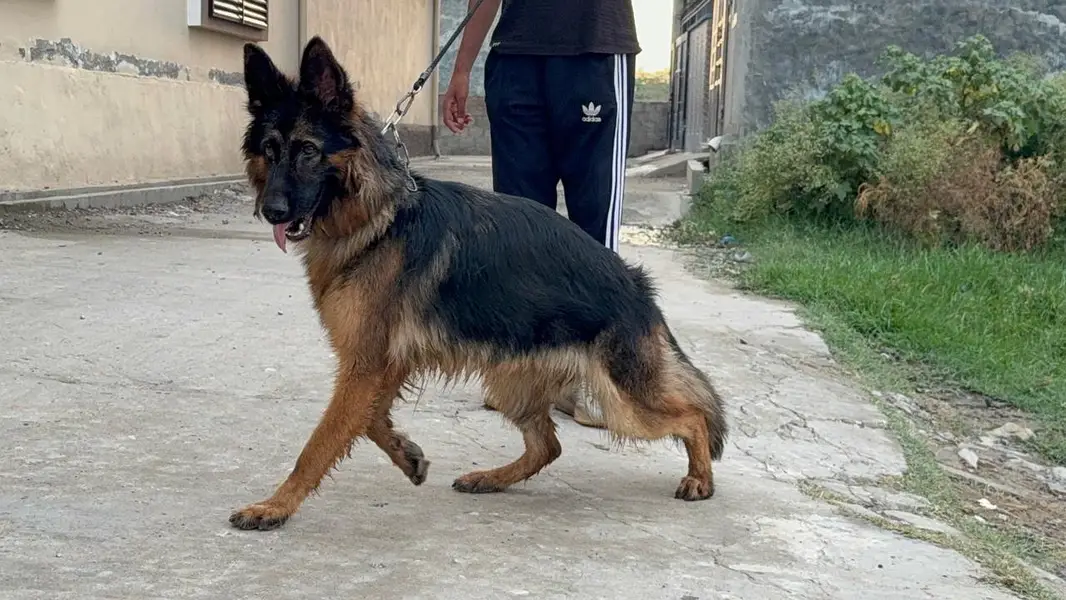 GSD female pup is up for sale — photo 4