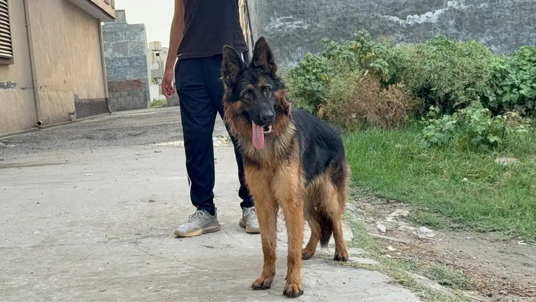 GSD female pup is up for sale — photo 5