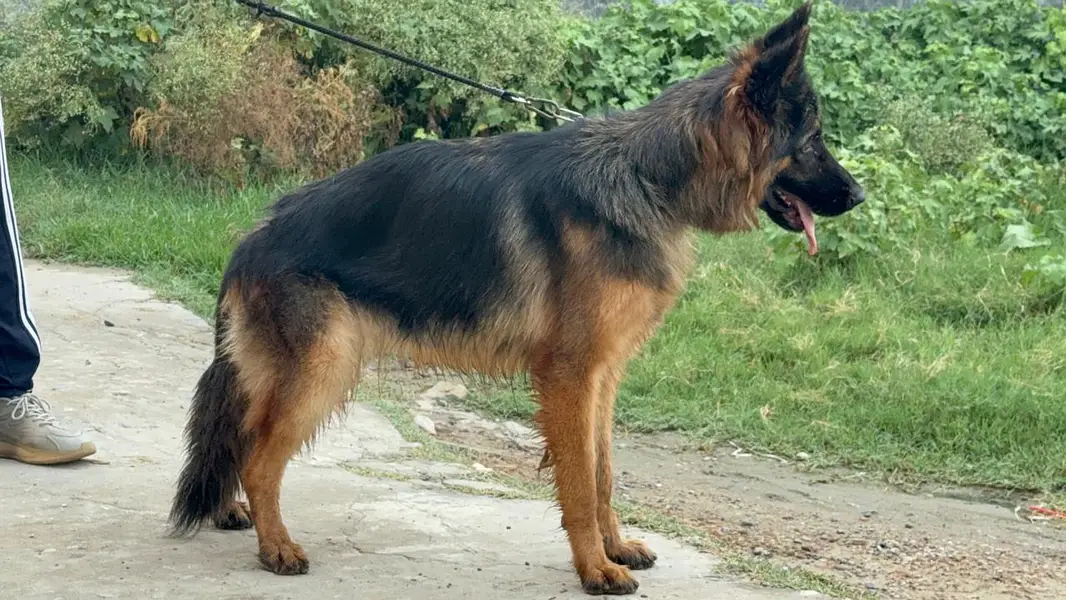 GSD female pup is up for sale — photo 6
