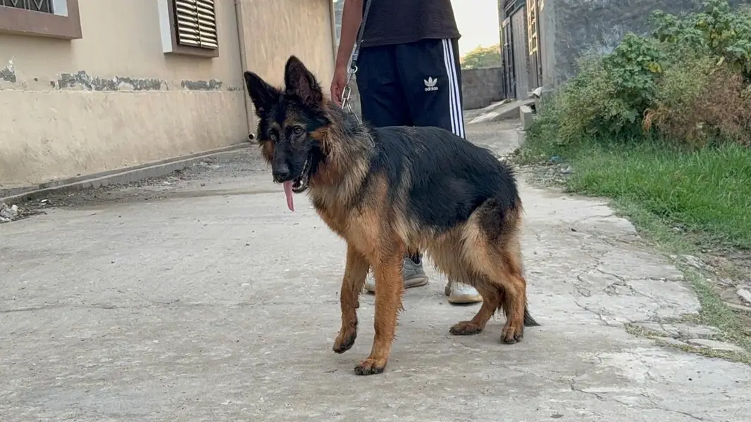 GSD female pup is up for sale — photo 7