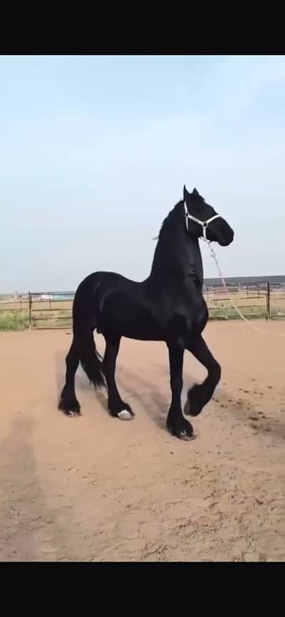Fresian colt | black hourse | fancy hourses | colt | ghora| hourse