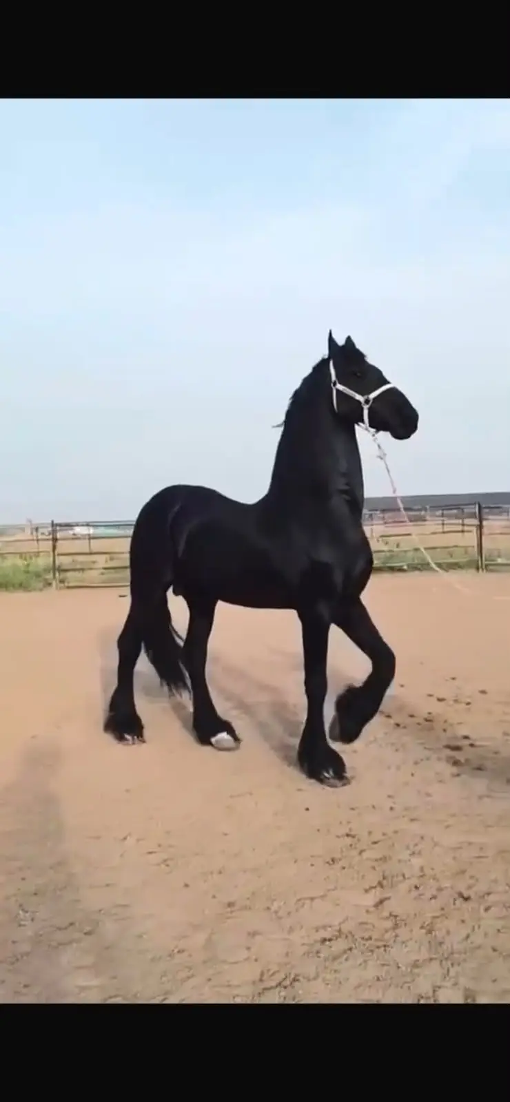 Fresian colt | black hourse | fancy hourses | colt | ghora| hourse
