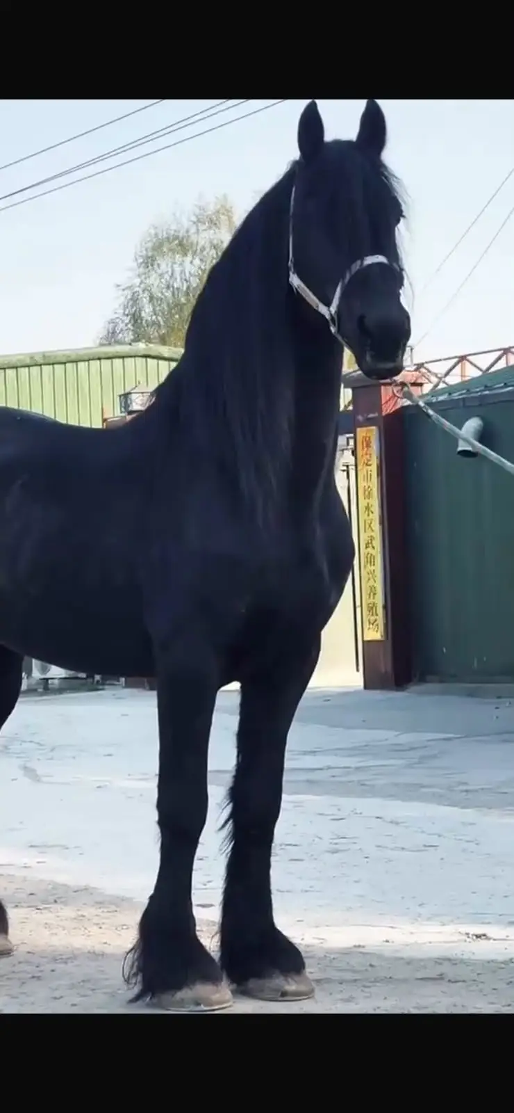 Fresian colt | black hourse | fancy hourses | colt | ghora| hourse — photo 2