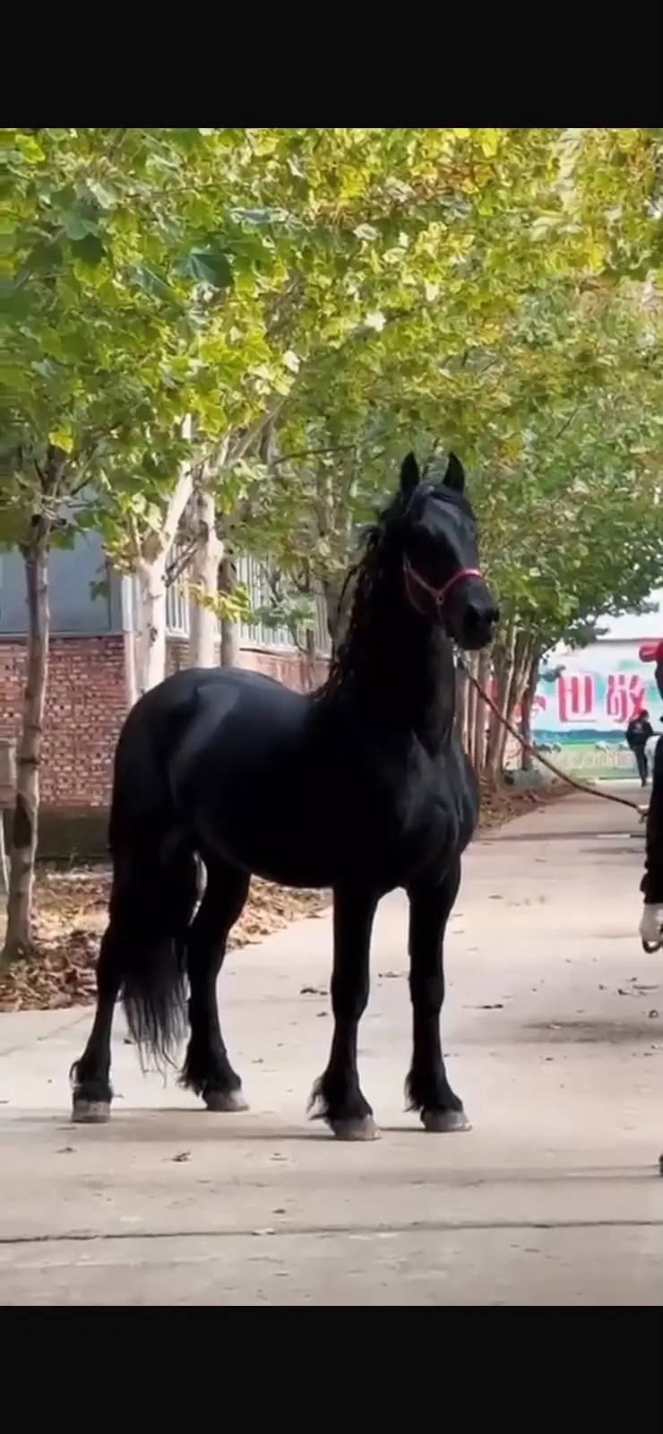 Fresian colt | black hourse | fancy hourses | colt | ghora| hourse — photo 3