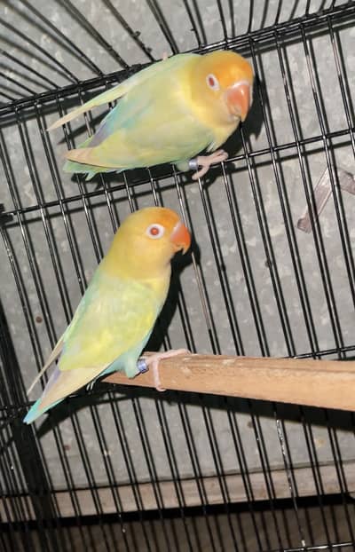 java and zebra finch colony and lovbirds also available