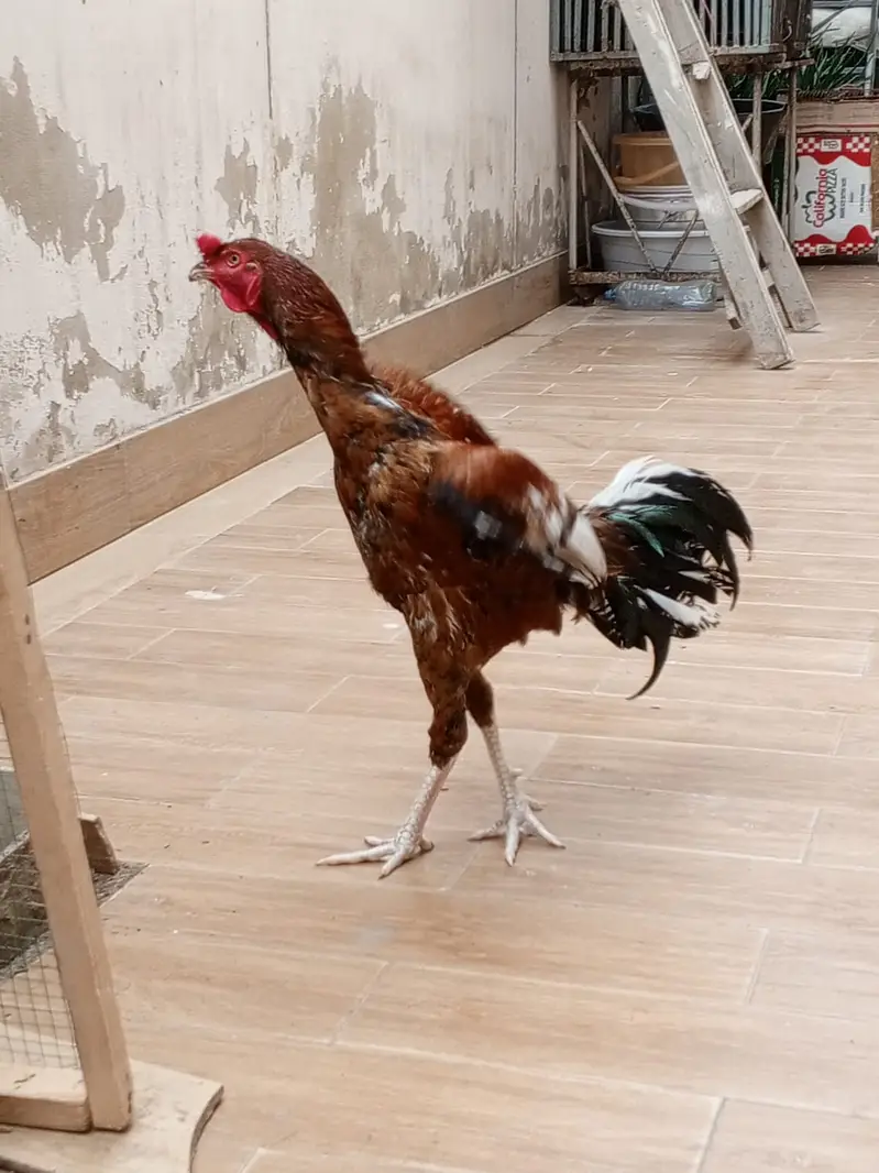 Murgha Roostar Cock  for Sale — photo 2