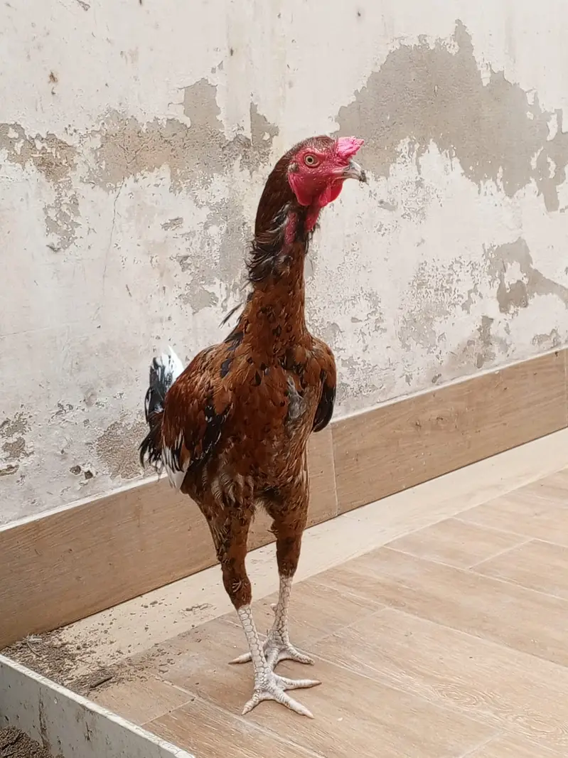 Murgha Roostar Cock  for Sale — photo 3