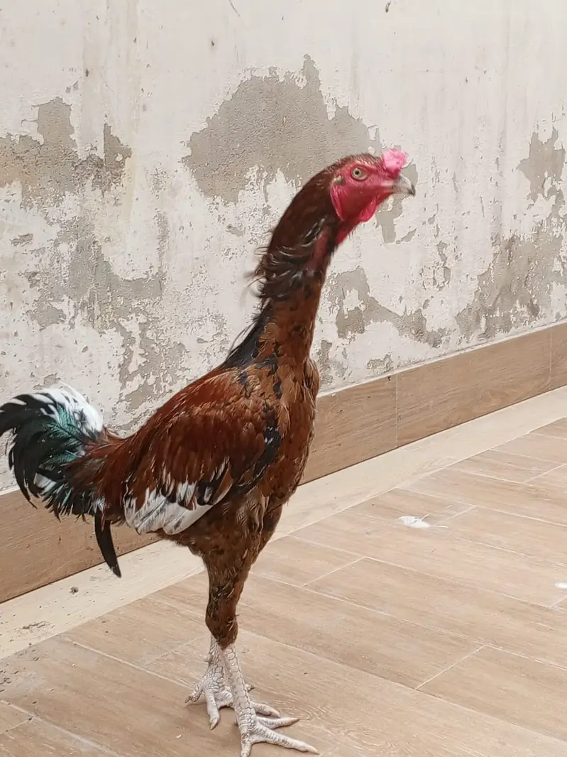 Murgha Roostar Cock  for Sale — photo 8