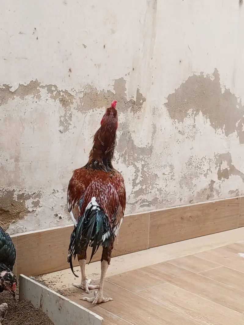 Murgha Roostar Cock  for Sale — photo 9