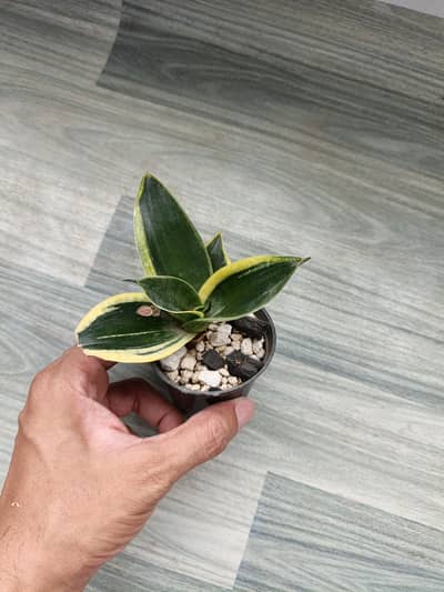 Snake Jade Hahnii variegated