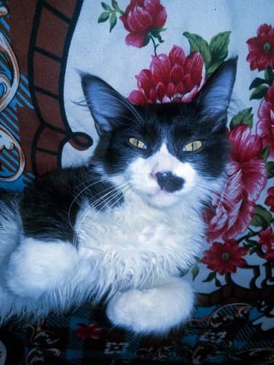 beautiful cat