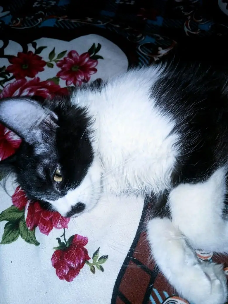 beautiful cat — photo 2