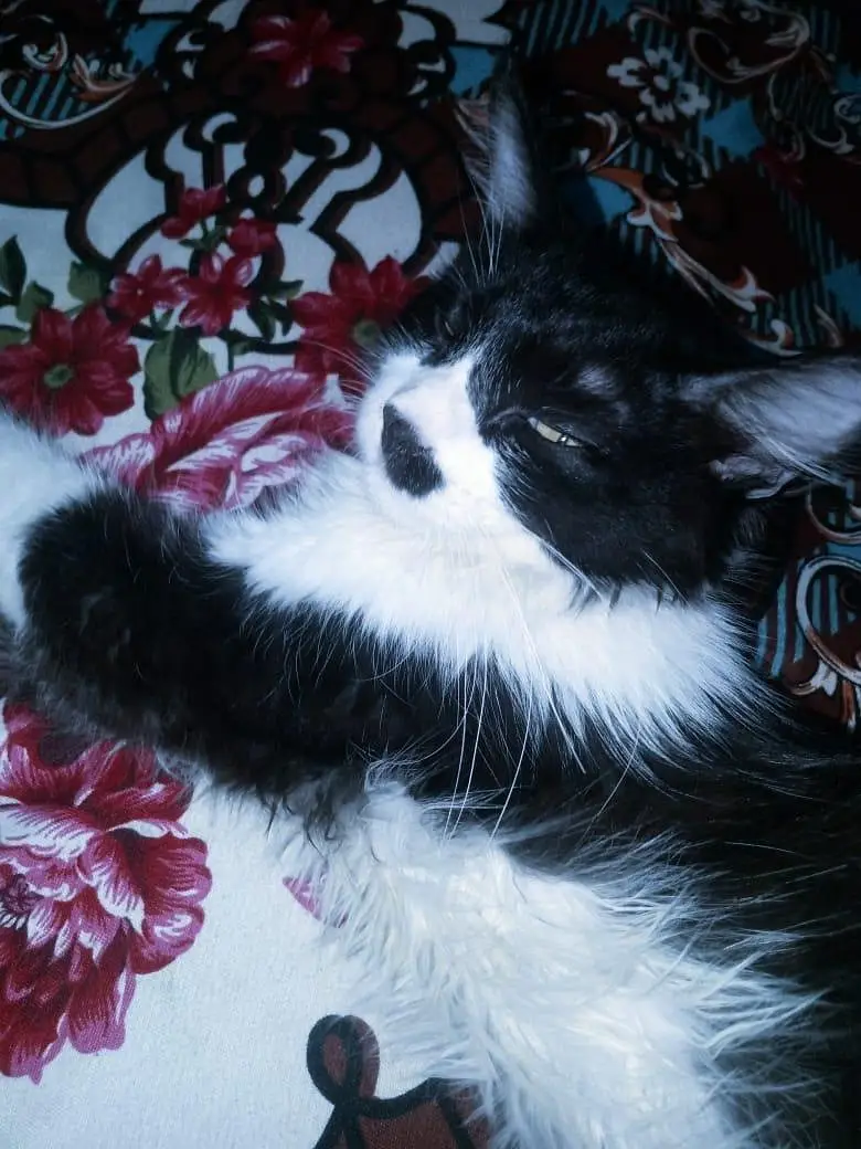 beautiful cat — photo 3