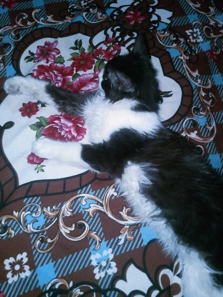 beautiful cat — photo 4
