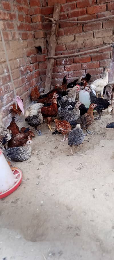 Hen, murga,  murgi, Golden Misri