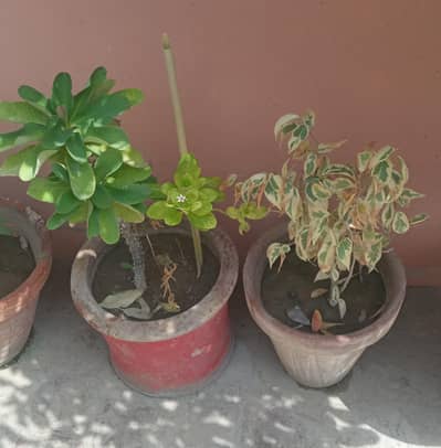 4 plants