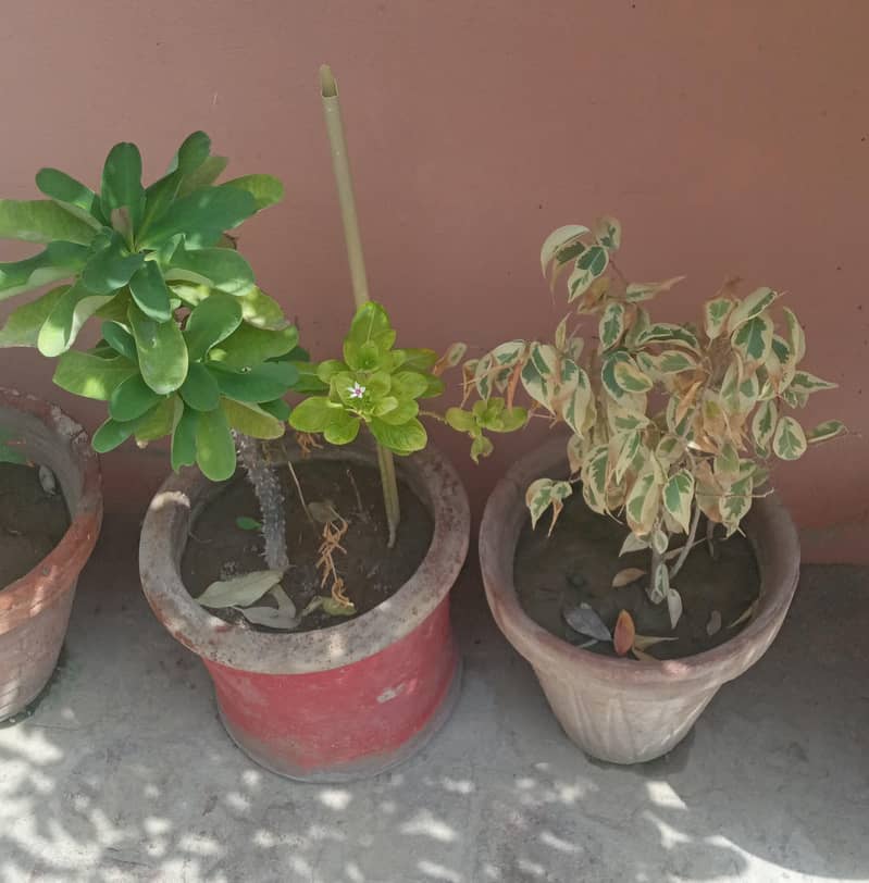 4 plants 0