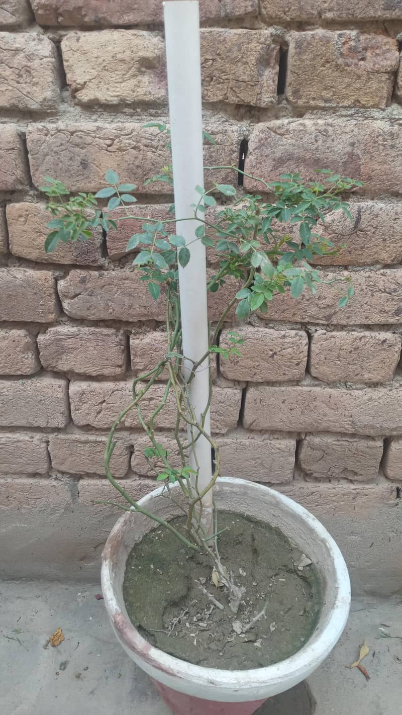 4 plants 1