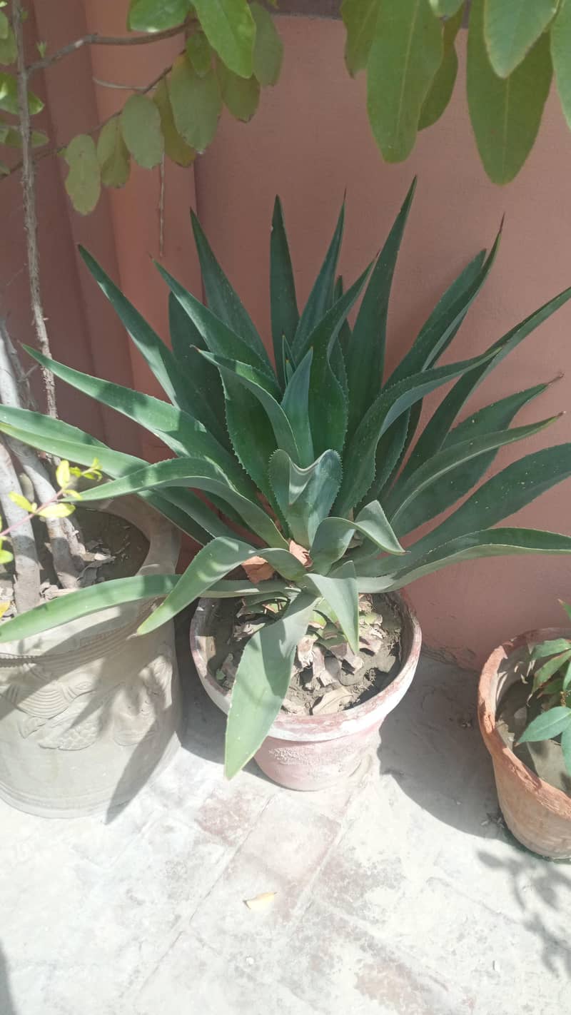 4 plants 2