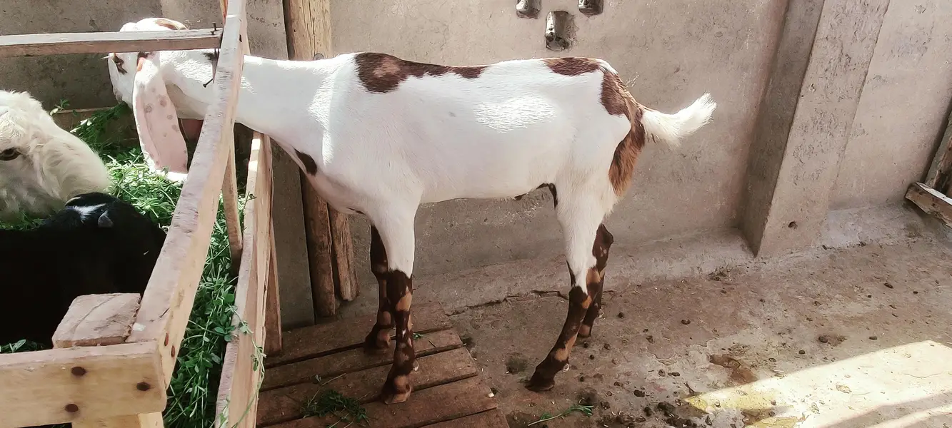 do dant Nikal Raha Hy abhi khira Waly dant girae Hy — photo 2