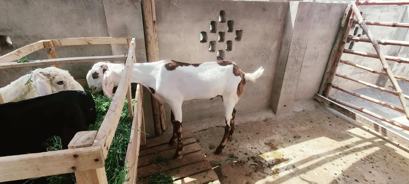 do dant Nikal Raha Hy abhi khira Waly dant girae Hy — photo 3