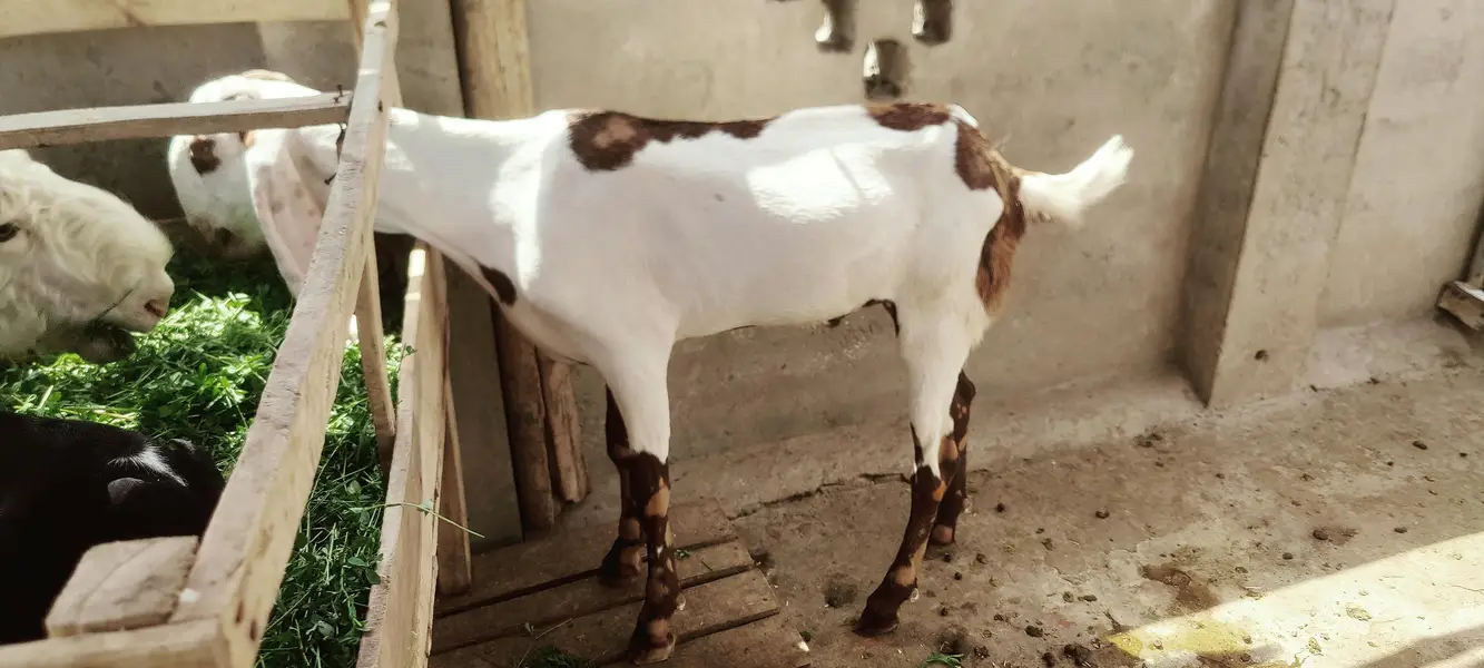 do dant Nikal Raha Hy abhi khira Waly dant girae Hy — photo 4
