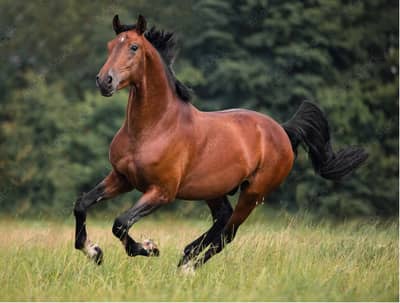 Aglo arab mare pregnant with imported pure Arab stallion | hourse mare
