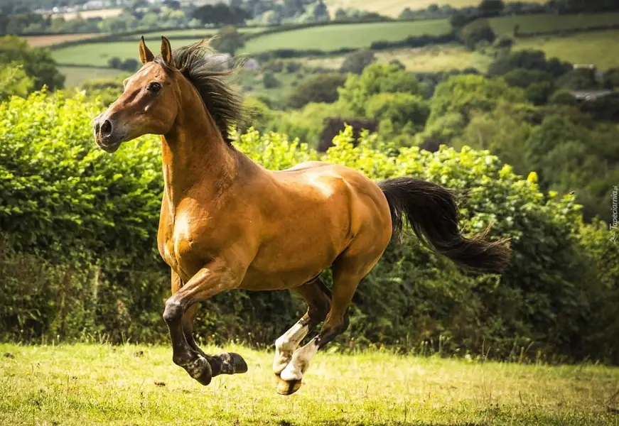 Aglo arab mare pregnant with imported pure Arab stallion | hourse mare — photo 2