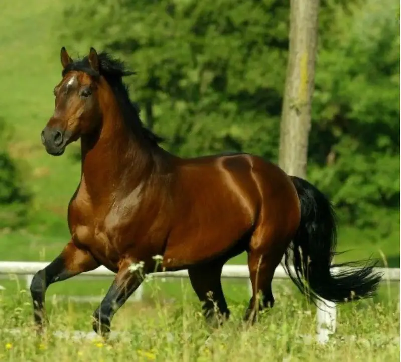 Aglo arab mare pregnant with imported pure Arab stallion | hourse mare — photo 3
