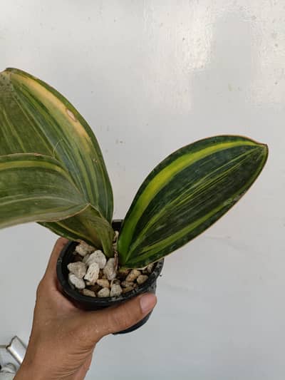 Snake plant variegated