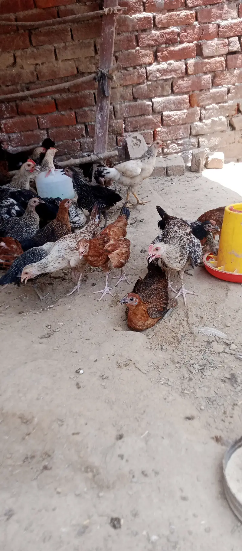 Hen, murga,  murgi, Golden Misri — photo 2