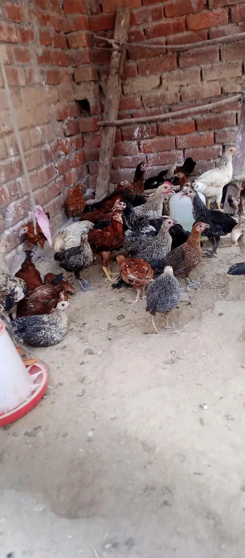 Hen, murga,  murgi, Golden Misri — photo 3