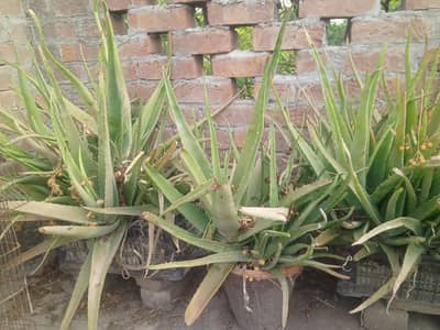 Healthy & Large Aloe Vera Plants in 7 Pots full with buds.