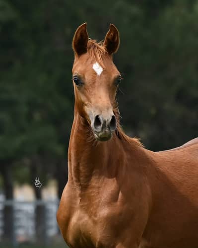 Anglo arab filly | hourse | pedigree hourses |  filly |