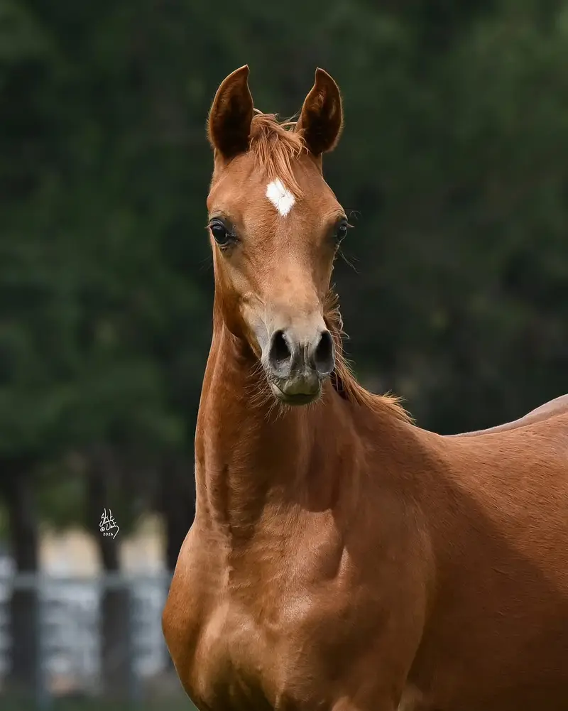 Anglo arab filly | hourse | pedigree hourses |  filly |