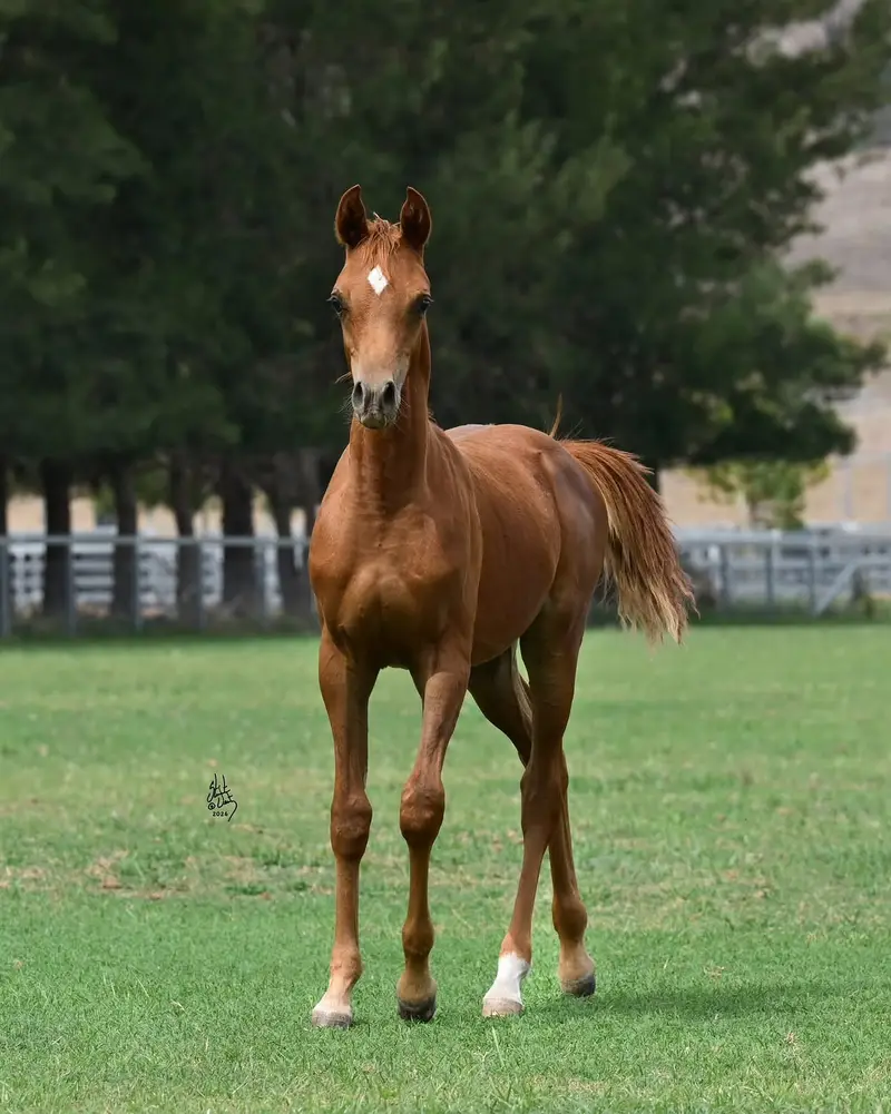 Anglo arab filly | hourse | pedigree hourses |  filly | — photo 2