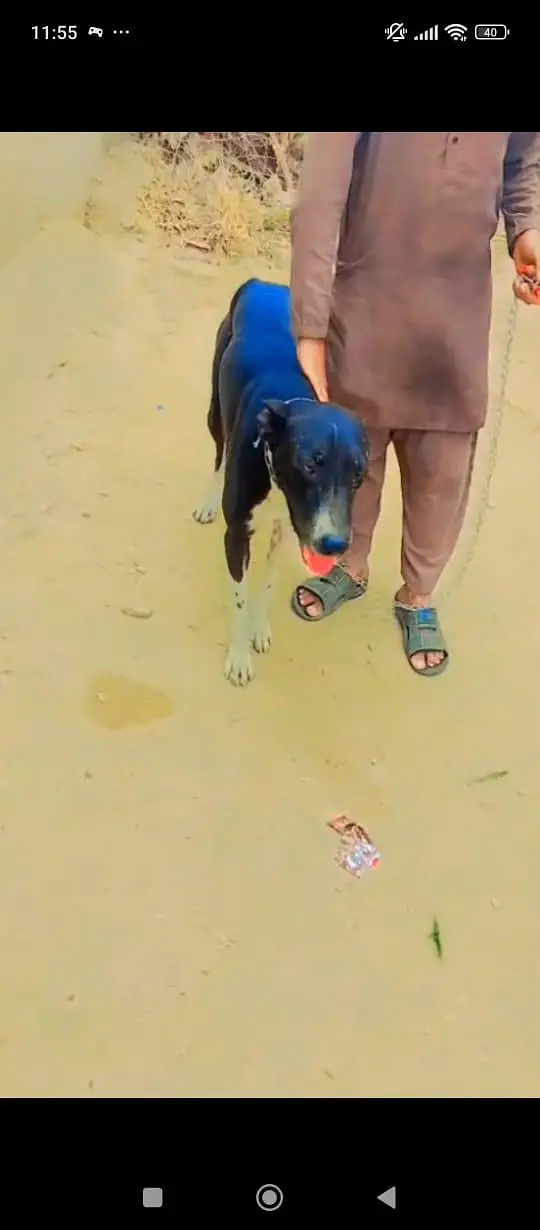 Well trained dog — photo 2