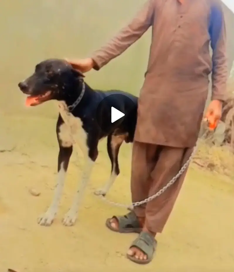 Well trained dog — photo 3